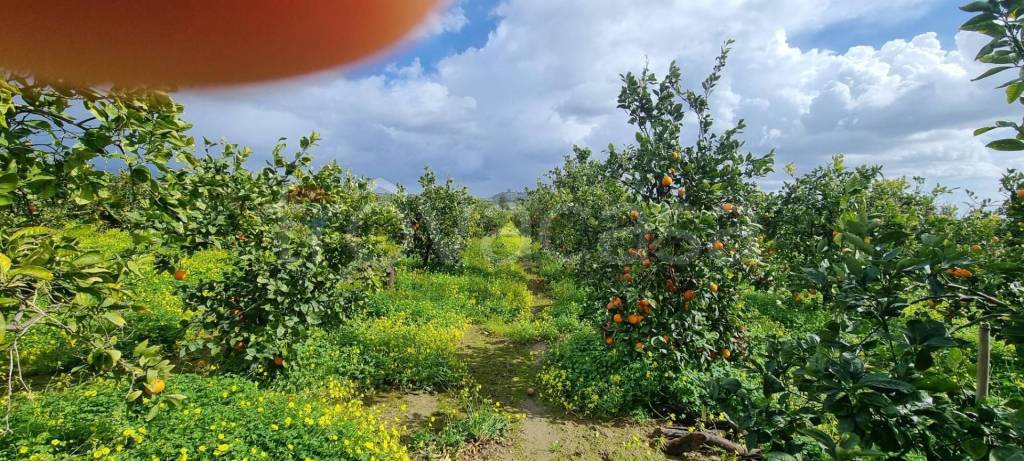 immagine annuncio 6 di 12