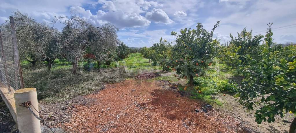 immagine annuncio 10 di 12