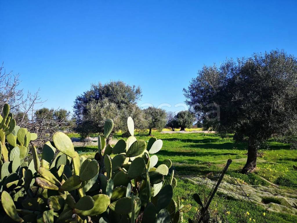 immagine annuncio 2 di 4