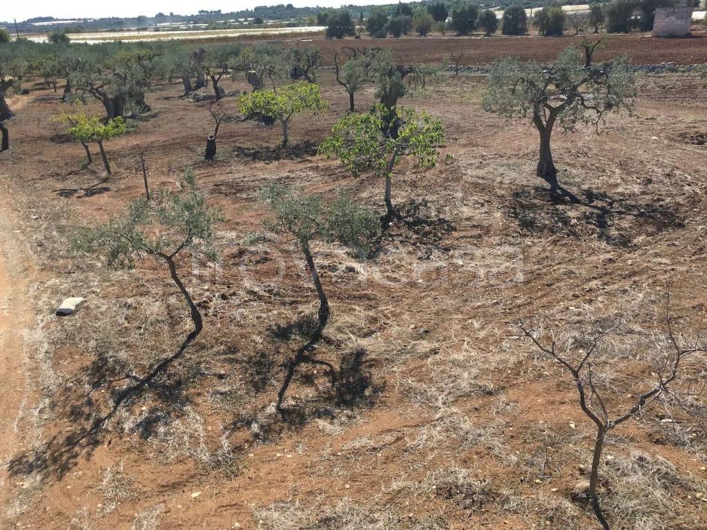 immagine annuncio 8 di 12