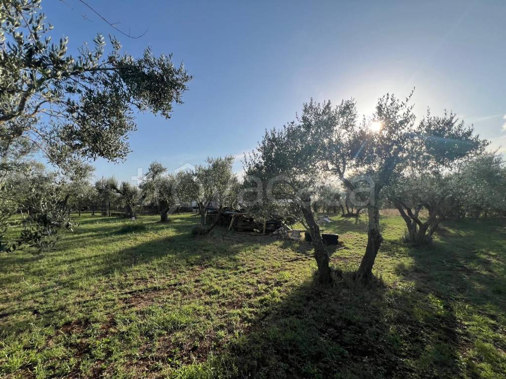 immagine annuncio 8 di 11