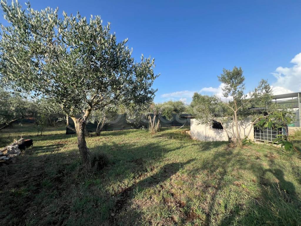 immagine annuncio 9 di 11