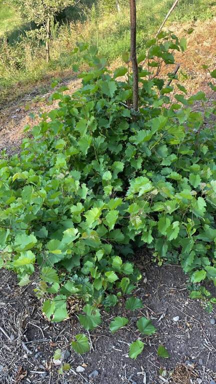 immagine annuncio 6 di 14