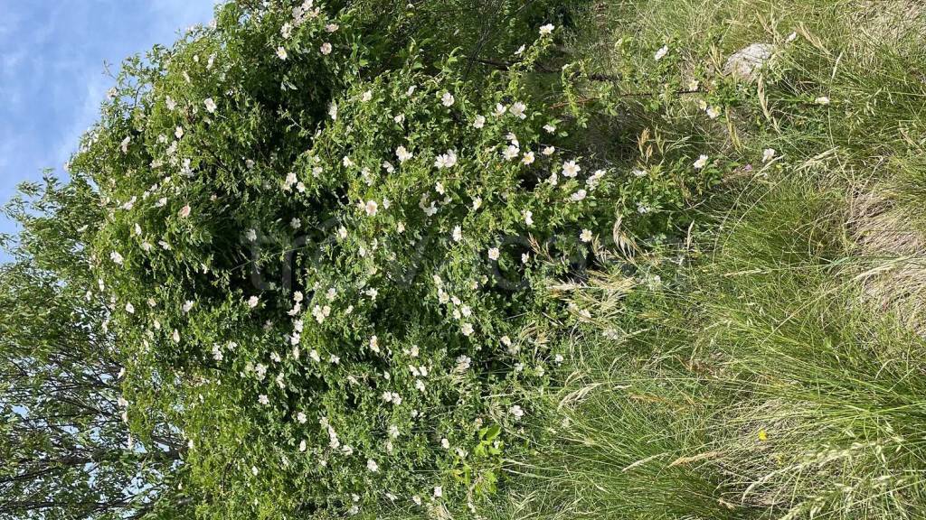 immagine annuncio 11 di 14