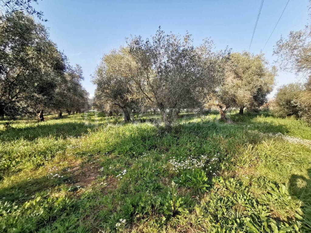 immagine annuncio 7 di 11