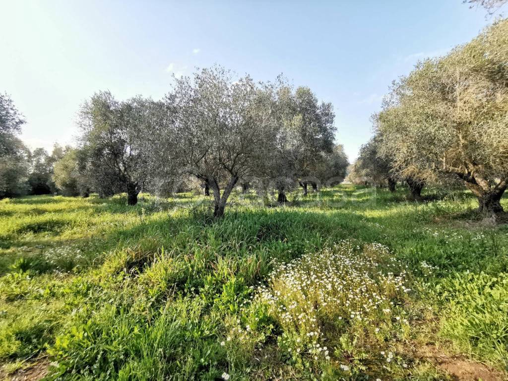 immagine annuncio 8 di 11