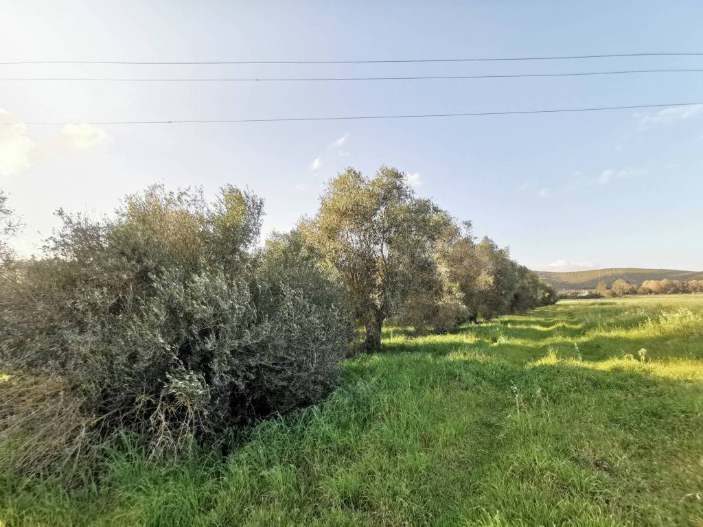 immagine annuncio 9 di 11