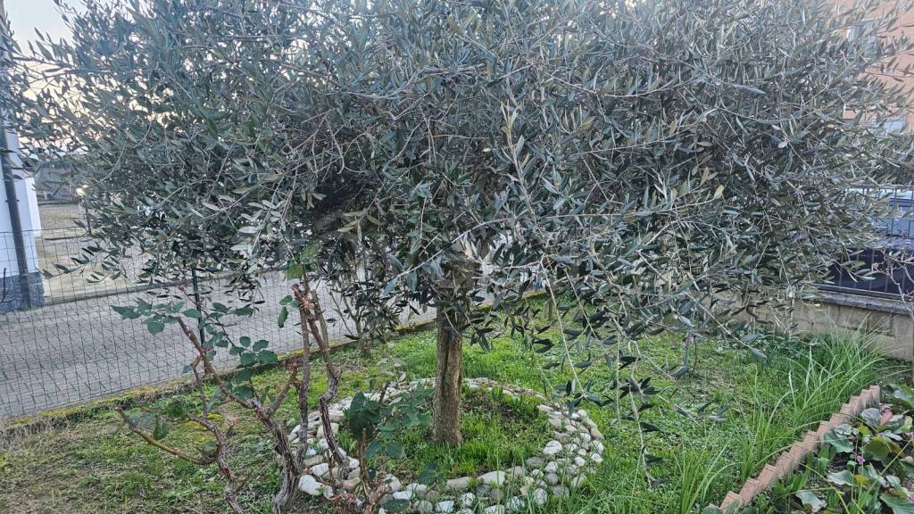 immagine annuncio 7 di 15