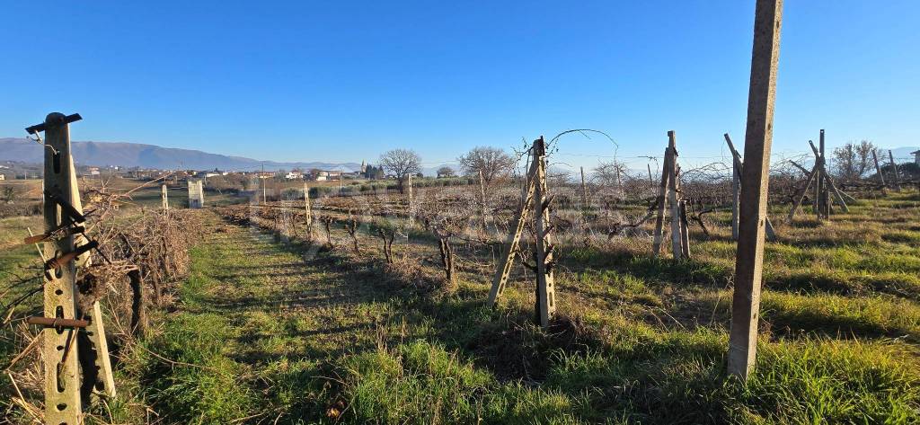 immagine annuncio 4 di 8