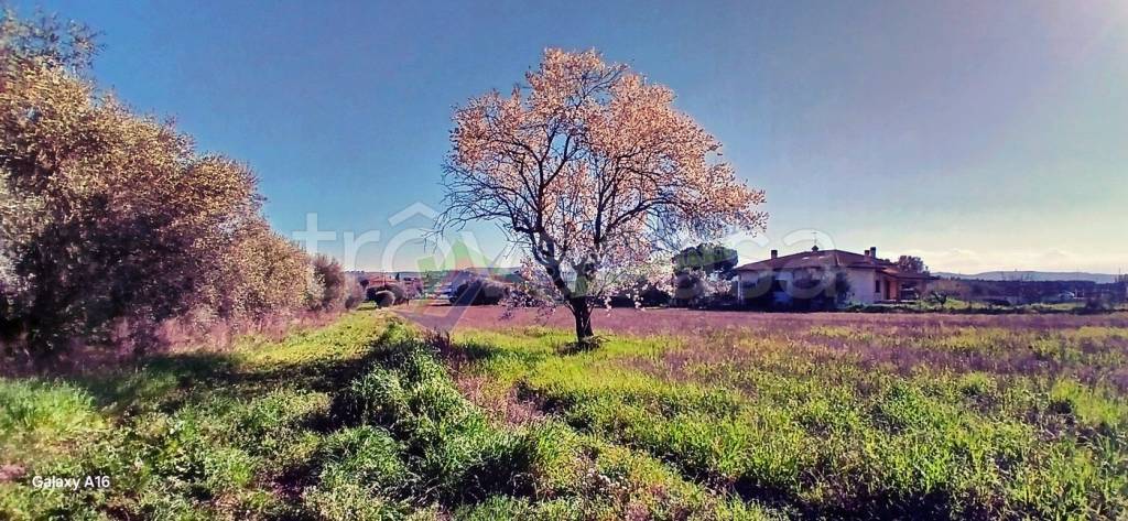 immagine annuncio 4 di 12