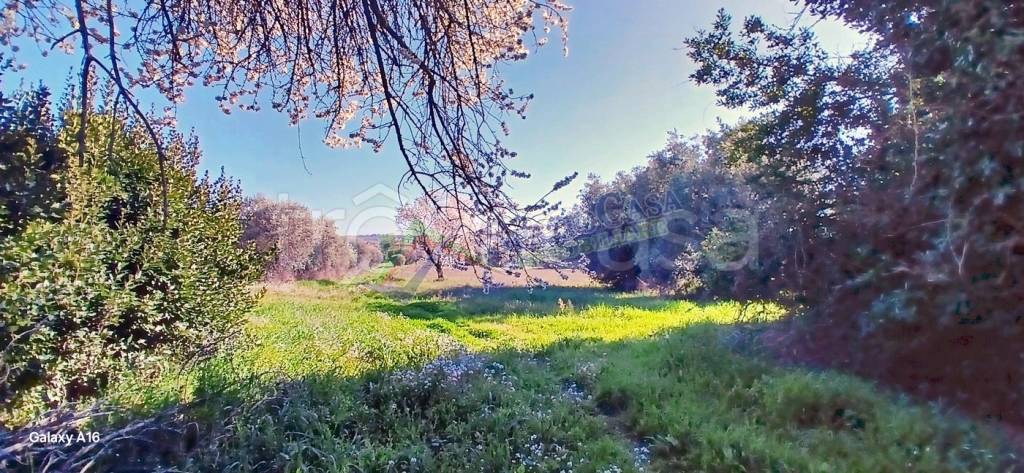 immagine annuncio 5 di 12