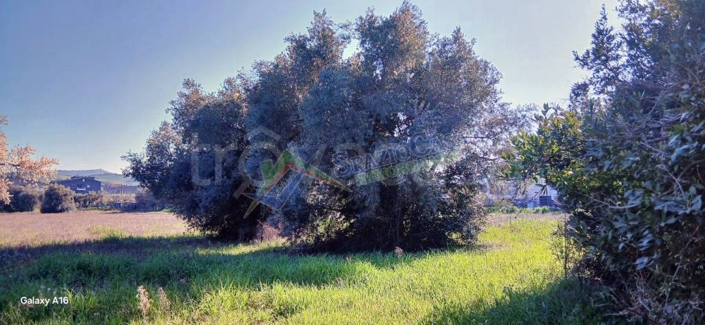 immagine annuncio 10 di 12