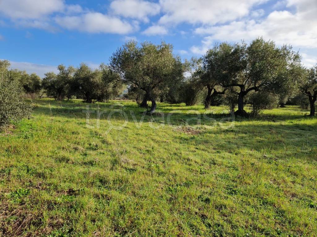 immagine annuncio 3 di 6