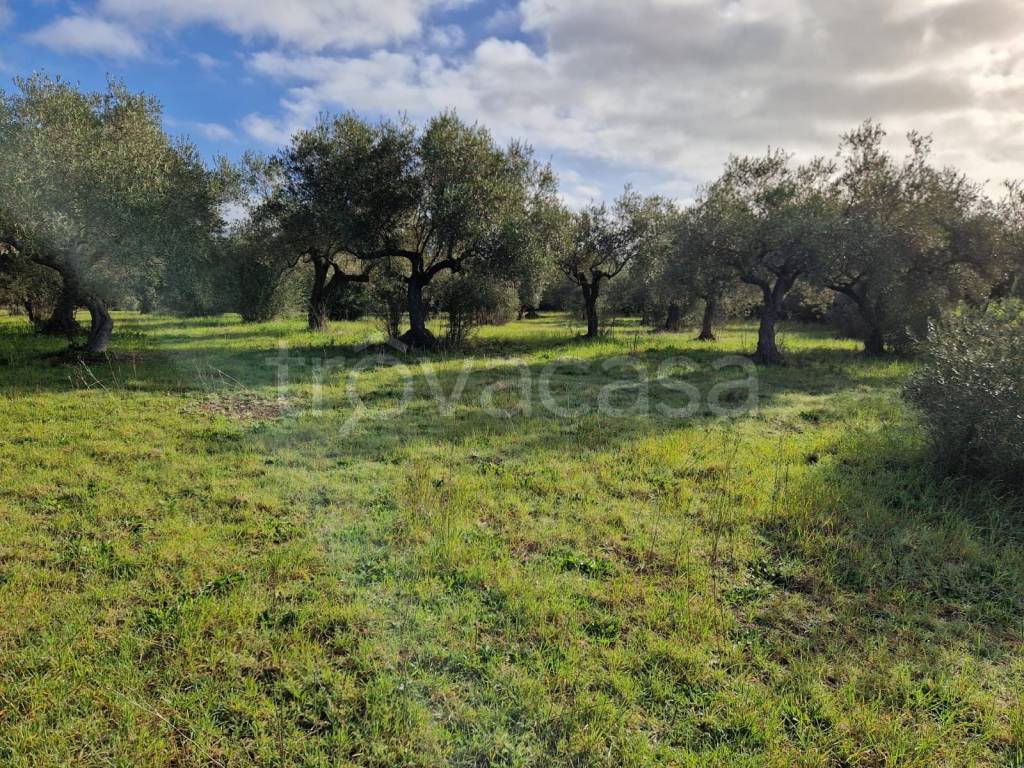 immagine annuncio 4 di 6