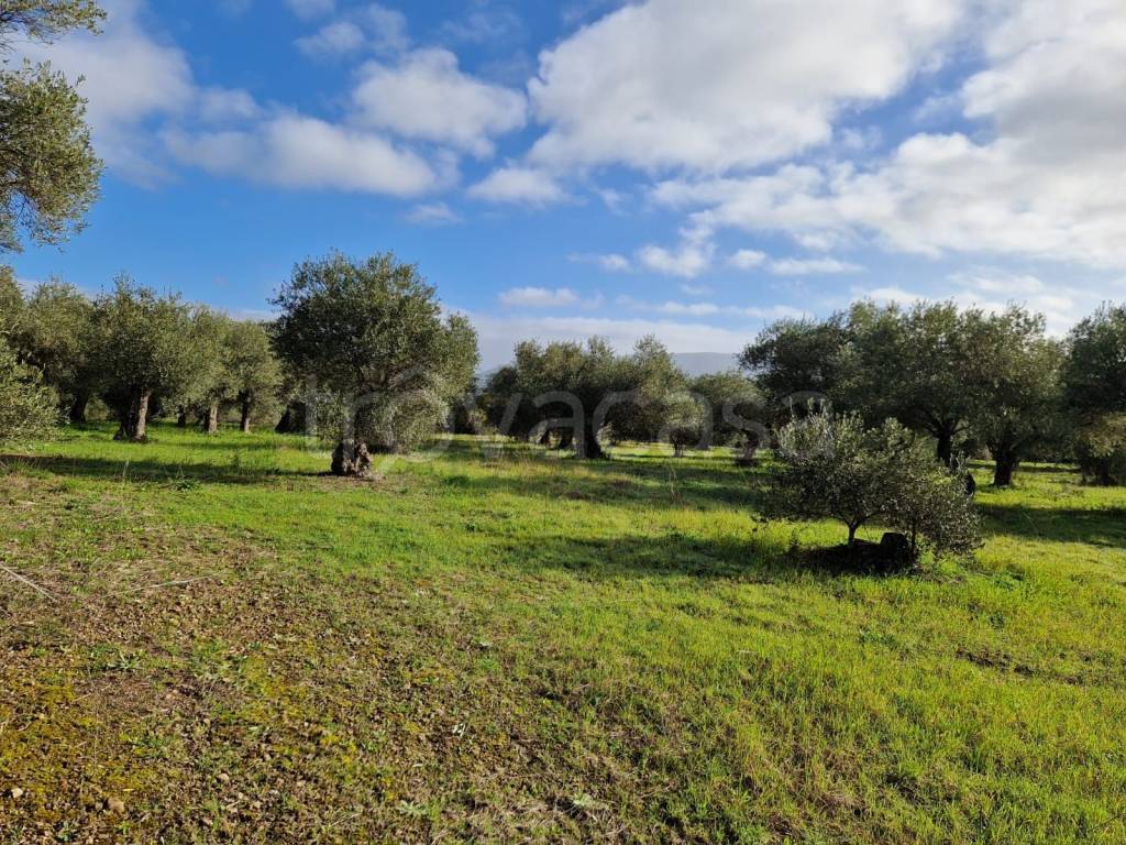 immagine annuncio 5 di 6