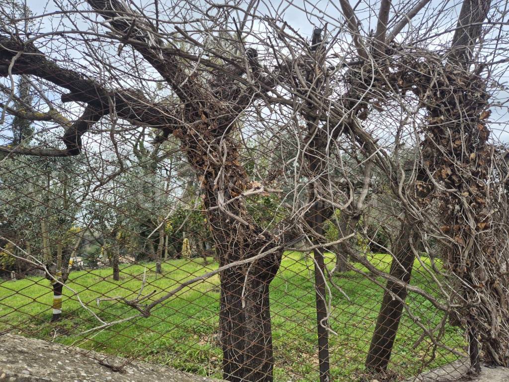 immagine annuncio 3 di 7