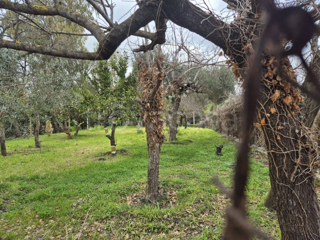 immagine annuncio 4 di 7