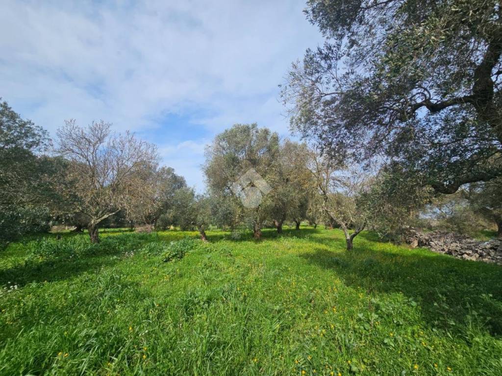 immagine annuncio 9 di 14