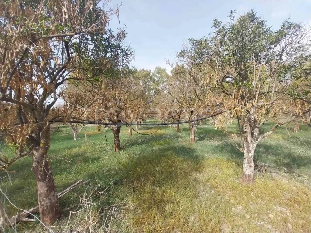 immagine annuncio 11 di 13