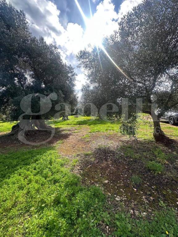 immagine annuncio 2 di 7