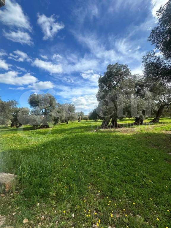 immagine annuncio 3 di 7