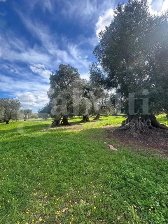 immagine annuncio 4 di 7