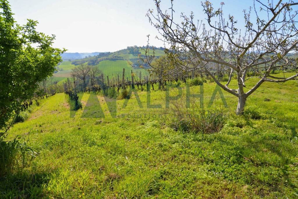 immagine annuncio 6 di 13