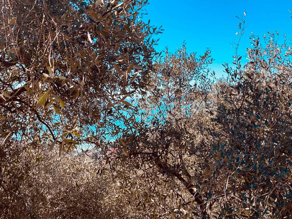 immagine annuncio 5 di 8