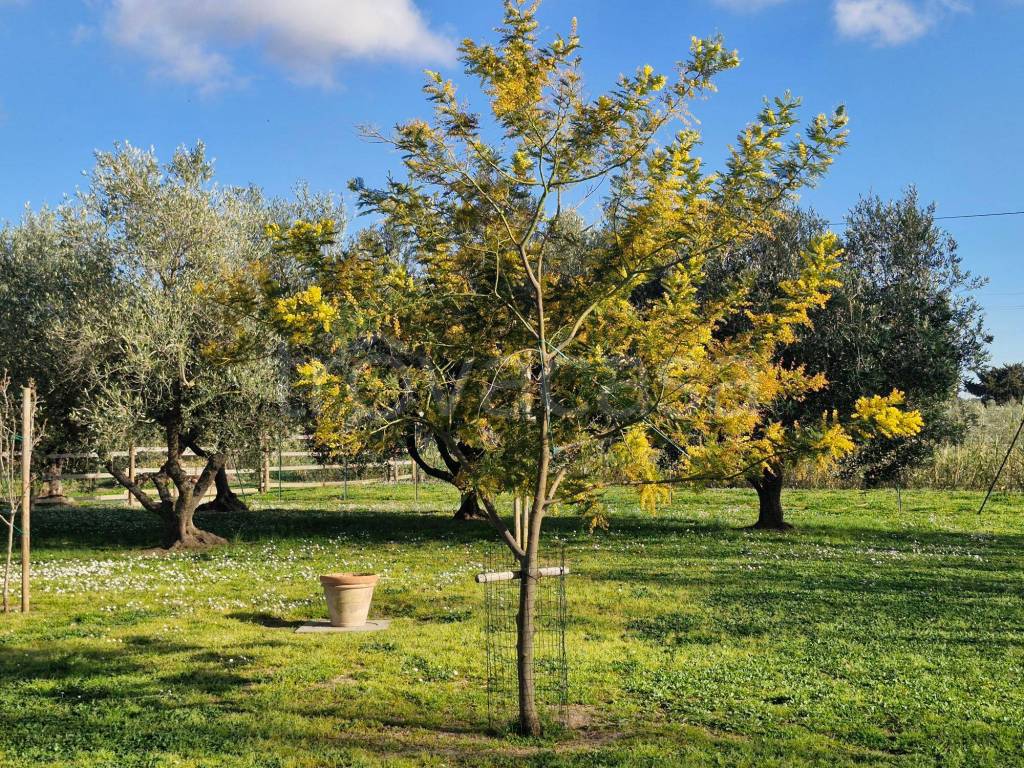 immagine annuncio 9 di 15