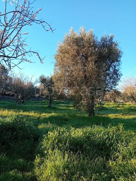 immagine annuncio 8 di 12