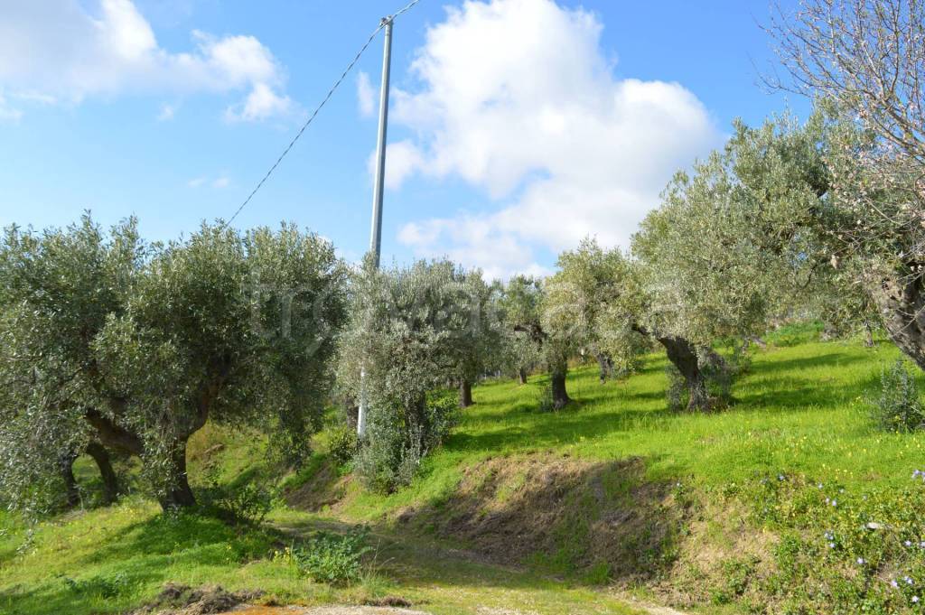 immagine annuncio 2 di 7