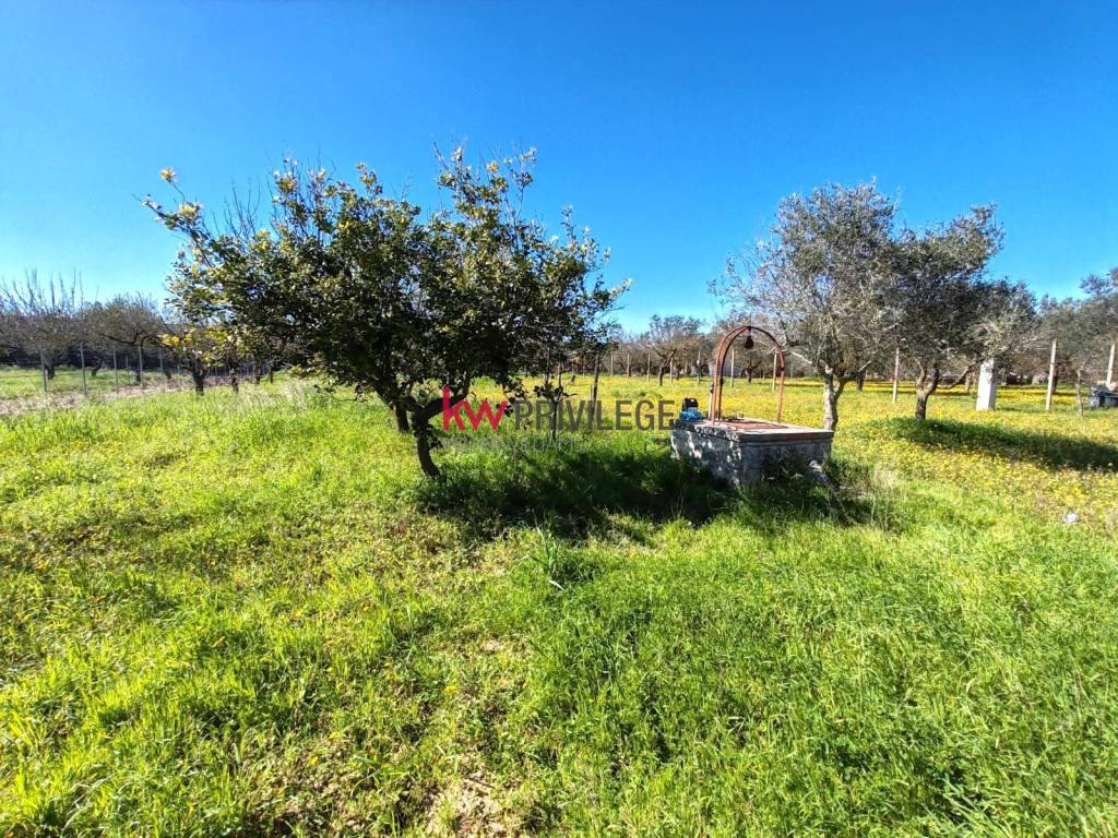 immagine annuncio 9 di 13