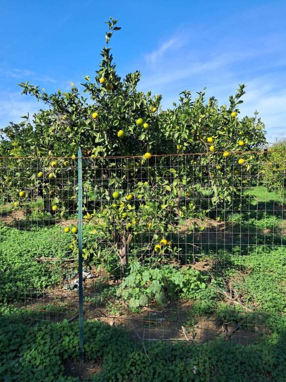 immagine annuncio 13 di 15