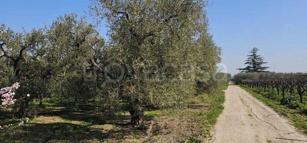 immagine annuncio 1 di 6