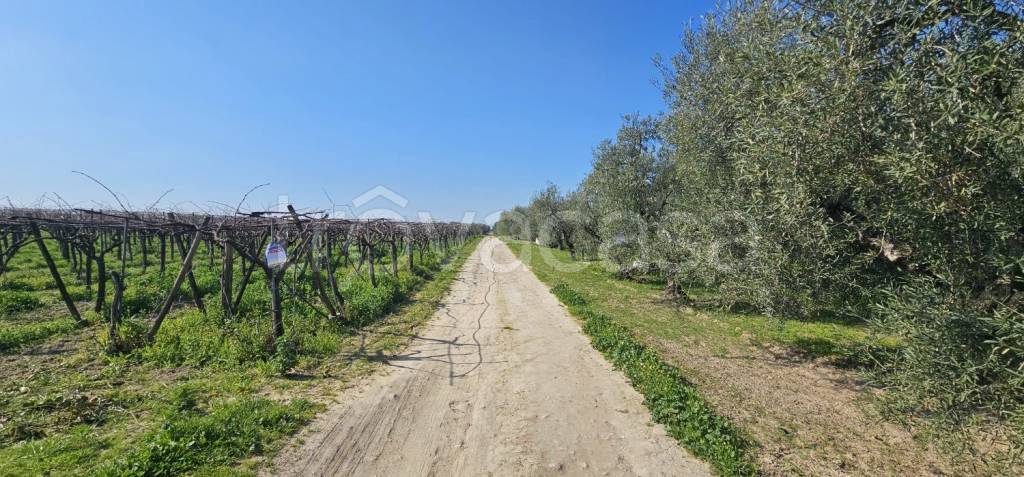 immagine annuncio 2 di 6