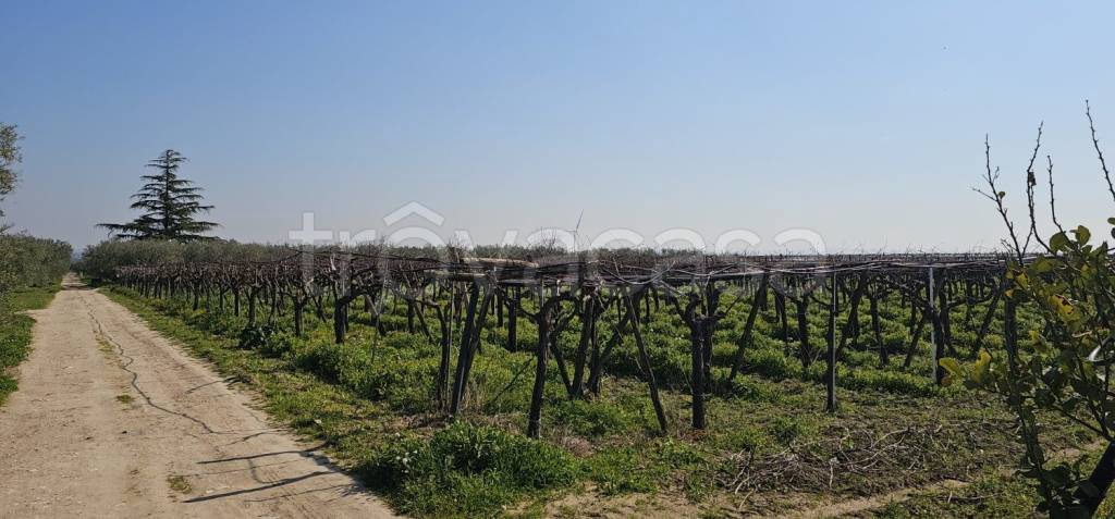 immagine annuncio 3 di 6