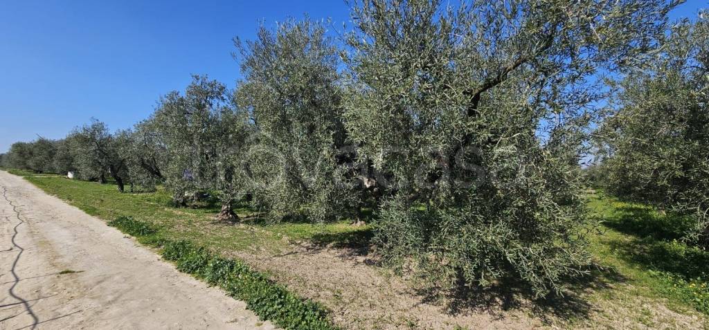 immagine annuncio 4 di 6