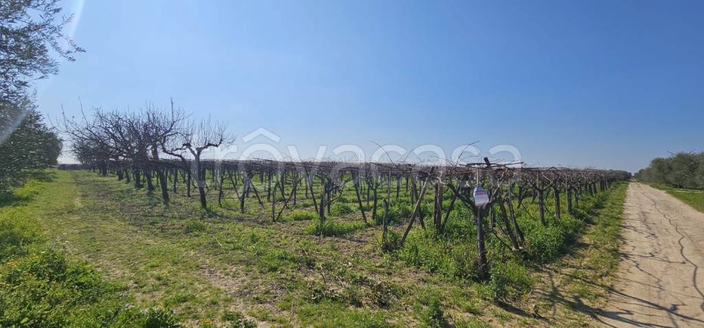 immagine annuncio 5 di 6