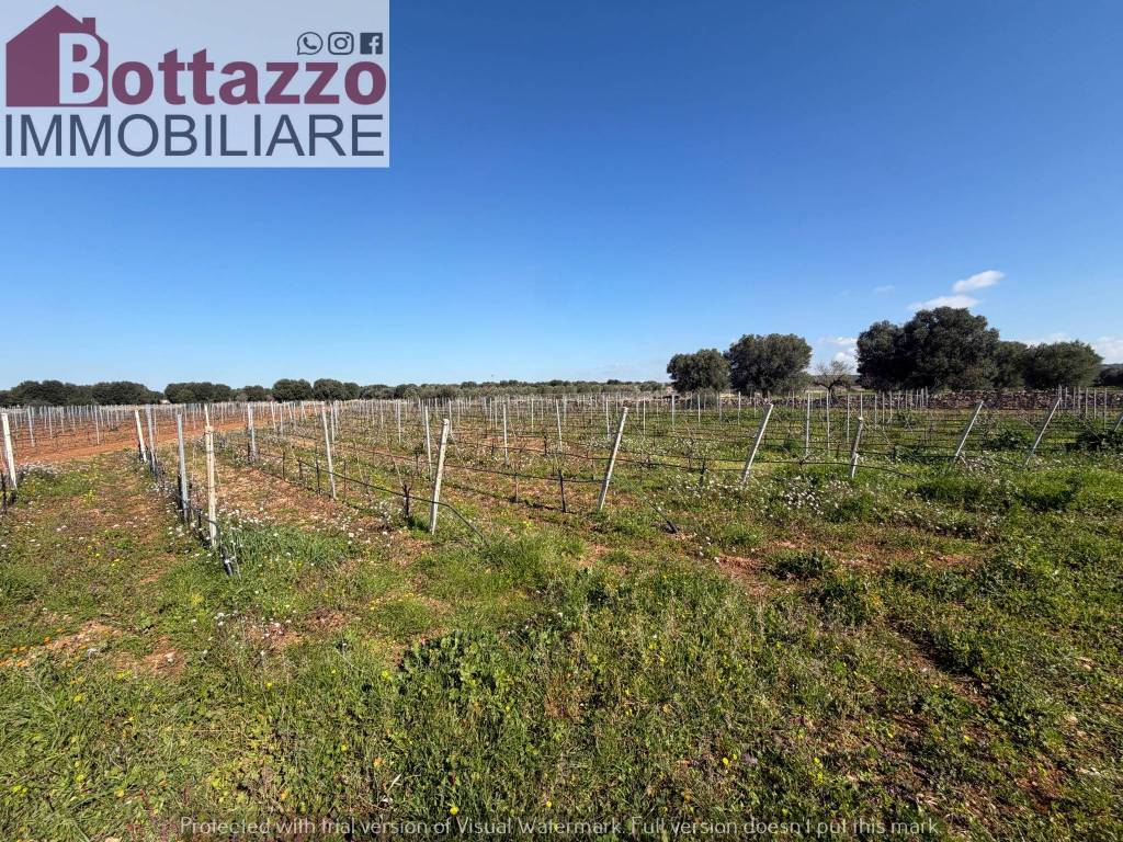 immagine annuncio 3 di 12