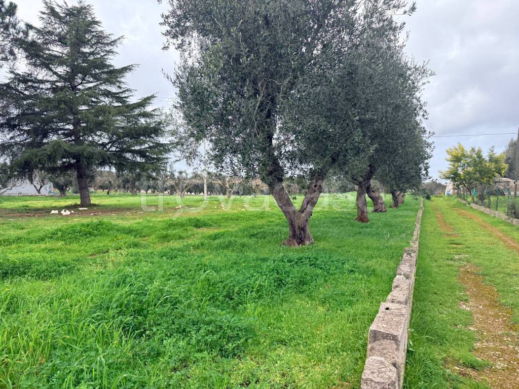 immagine annuncio 6 di 9