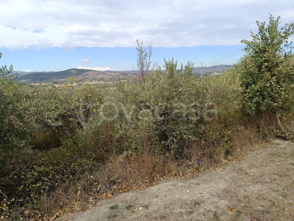 immagine annuncio 3 di 7