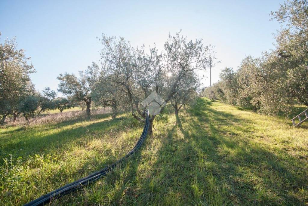 immagine annuncio 8 di 11