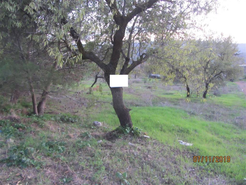 immagine annuncio 5 di 7