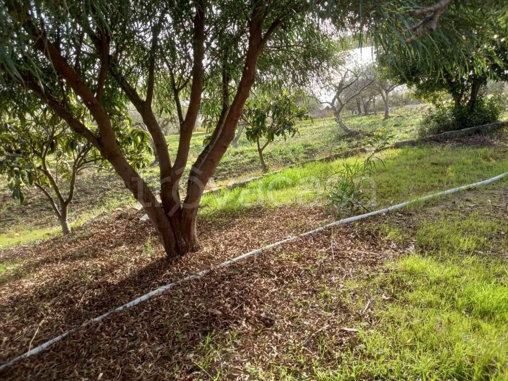 immagine annuncio 8 di 12