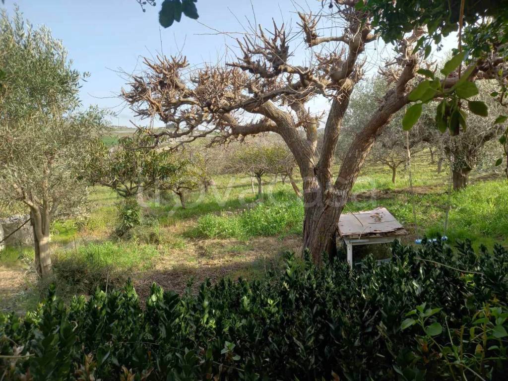 immagine annuncio 9 di 12