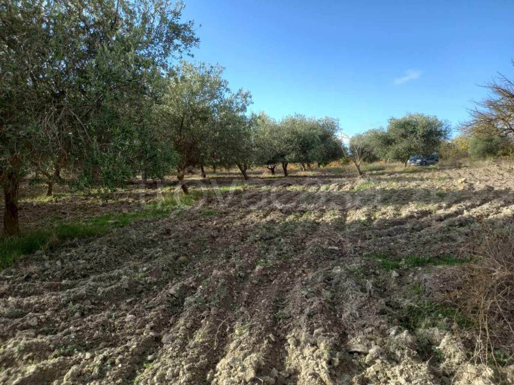 immagine annuncio 5 di 11