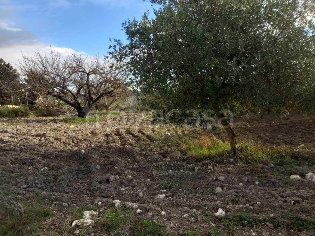 immagine annuncio 6 di 11