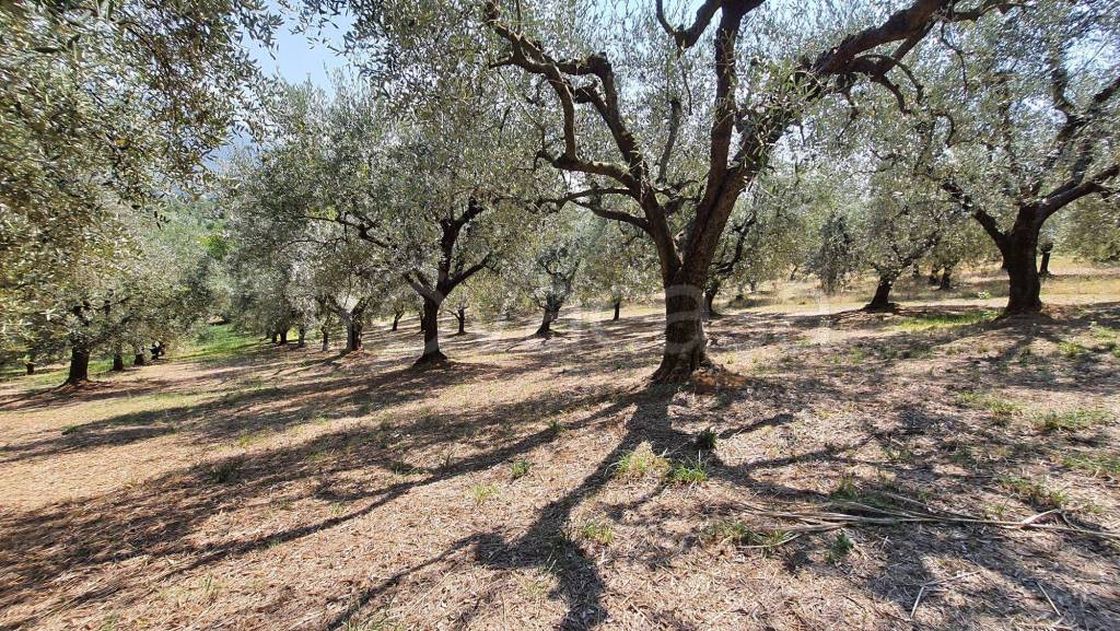 immagine annuncio 5 di 13