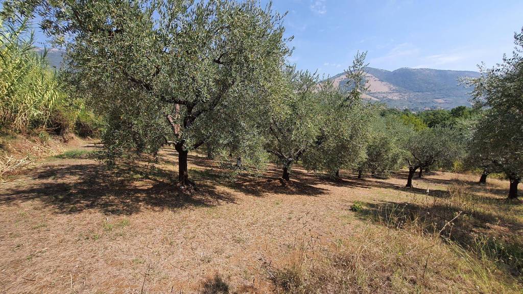 immagine annuncio 6 di 13