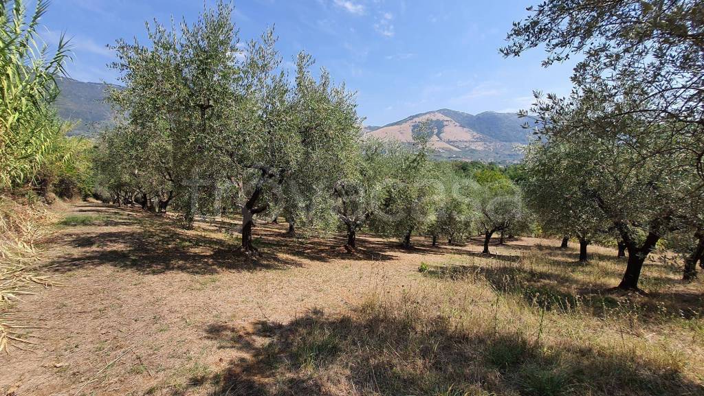 immagine annuncio 7 di 13